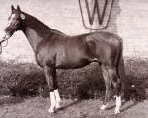 stallion Marsvogel xx (Thoroughbred, 1980, from High Game xx)
