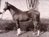 stallion Marsvogel xx (Thoroughbred, 1980, from High Game xx)