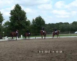 dressage horse Narnja-Novelle (German Riding Pony, 2007, from Benetton S)