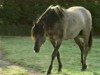 stallion Windus (Duelmener, 1984, from Nagietek)