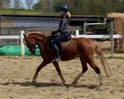 jumper Eddi 137 (German Riding Pony, 2016, from Ping Pong)