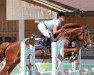 jumper Sir Markies (German Warmblood, 2014, from Markies V)