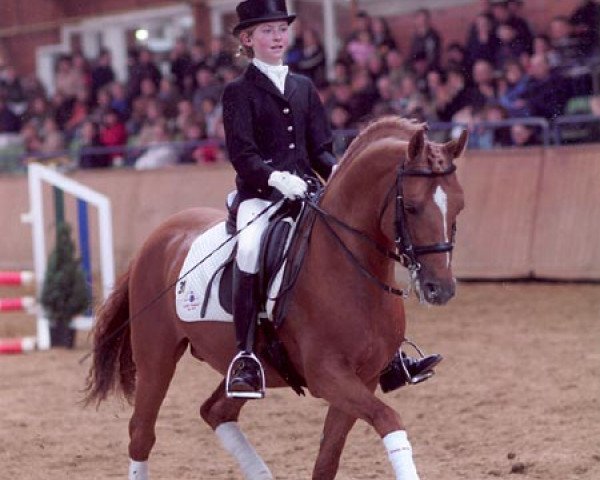 stallion Ombre (German Riding Pony, 1992, from Burstye Orpheus)