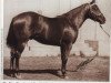Deckhengst Rey Del Rancho (Quarter Horse, 1944, von Ranchero)