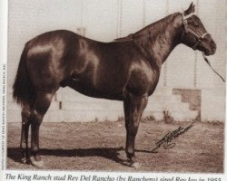 Deckhengst Rey Del Rancho (Quarter Horse, 1944, von Ranchero)