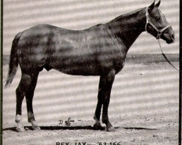 stallion Rey Jay (Quarter Horse, 1955, from Rey Del Rancho)