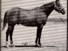 Deckhengst Rey Jay (Quarter Horse, 1955, von Rey Del Rancho)