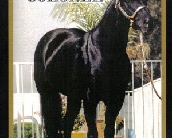 Deckhengst Just Plain Colonel (Quarter Horse, 1983, von Peppy San Badger)