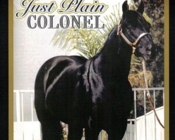 Deckhengst Just Plain Colonel (Quarter Horse, 1983, von Peppy San Badger)