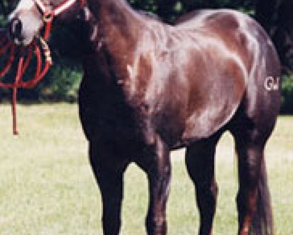 stallion Sugars Plain Remedy (Quarter Horse, 1991, from Just Plain Colonel)