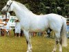 stallion Rekord GL (Rhinelander, 1977, from Romantiker)