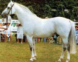 stallion Rekord GL (Rhinelander, 1977, from Romantiker)