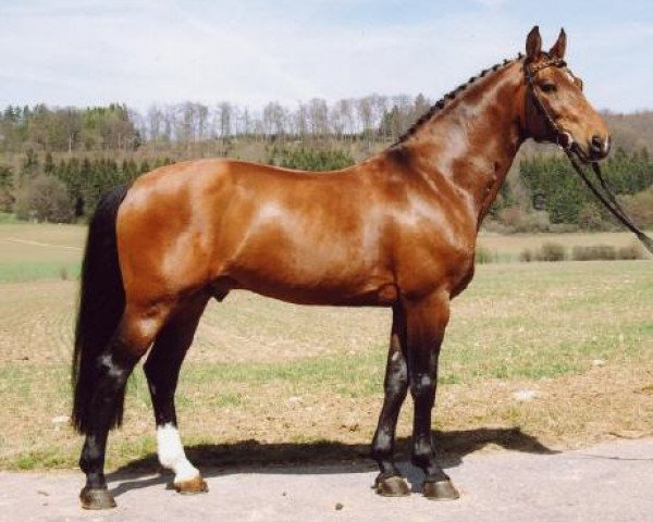 Pferd Risandro (Württemberger, 1990, von Ricardo)