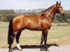 stallion Risandro (Württemberger, 1990, from Ricardo)