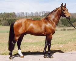 stallion Risandro (Württemberger, 1990, from Ricardo)