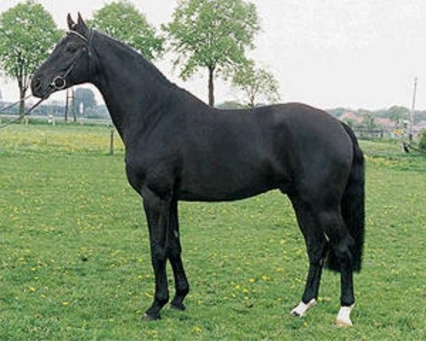 stallion Florestan II (Rhinelander, 1990, from Fidelio)
