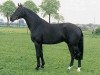 stallion Florestan II (Rhinelander, 1990, from Fidelio)