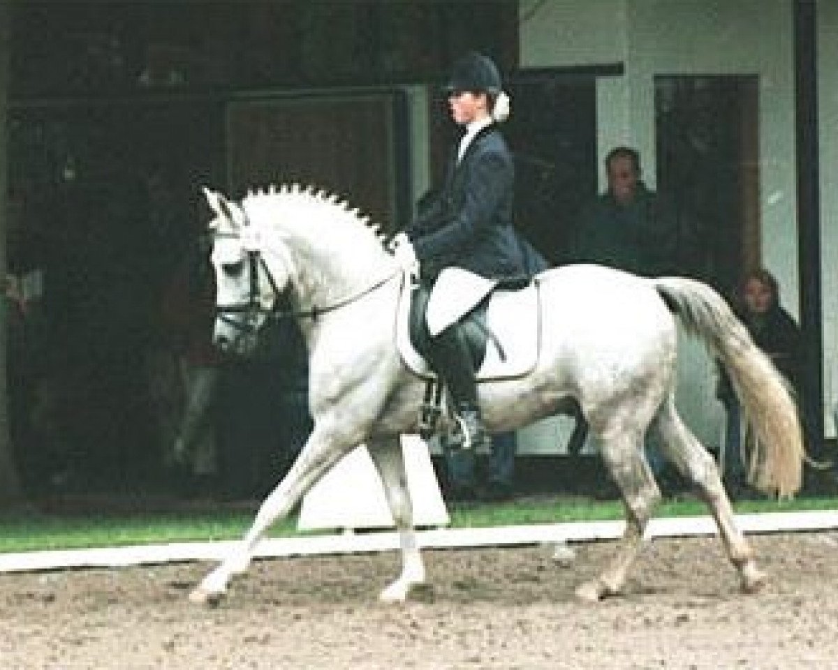 Deckhengst Dream of Victoria (Deutsches Reitpony, 1995, von Dressman)