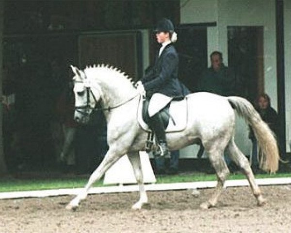 stallion Dream of Victoria (German Riding Pony, 1995, from Dressman)