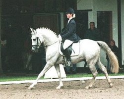 Deckhengst Dream of Victoria (Deutsches Reitpony, 1995, von Dressman)