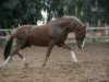 stallion Rohil (Berber, 1991, from Bourbaki)