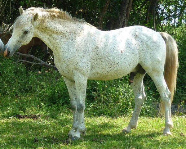 stallion Ghafel (Berber, 2000, from Rohil)