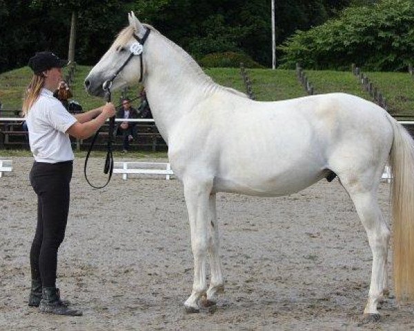 Pferd Siegfried Des Balmes (Berber, 2006, von Lahdjar)