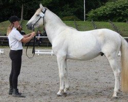 horse Siegfried Des Balmes (Berber, 2006, from Lahdjar)