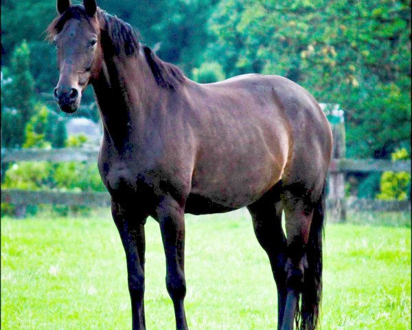 broodmare Salome (Hanoverian, 2006, from Sandro Hit)