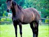 broodmare Salome (Hanoverian, 2006, from Sandro Hit)