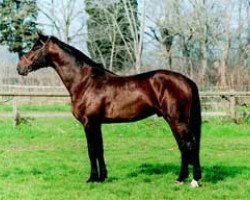 stallion Uriqein (Belgian Warmblood, 1997, from Nonstop)