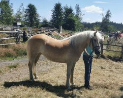 Zuchtstute Abby (Haflinger, 2019, von Augartner)