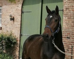 jumper Solala Grande (Hanoverian, 2018, from Sezuan)