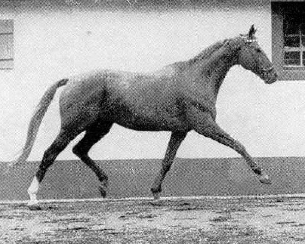 stallion Prince Rouge xx (Thoroughbred, 1951, from Rouge et Noir xx)