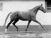 stallion Prince Rouge xx (Thoroughbred, 1951, from Rouge et Noir xx)