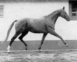 Deckhengst Prince Rouge xx (Englisches Vollblut, 1951, von Rouge et Noir xx)