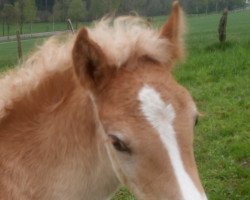 Pferd Ira (Haflinger, 2022, von Nobelius)