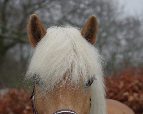 Zuchtstute Isabel van't Broek (Haflinger,  , von Allacher)