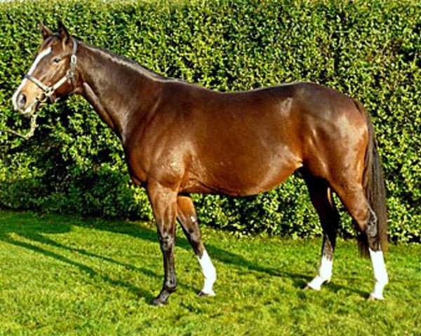 broodmare Pearling xx (Thoroughbred, 2006, from Storm Cat xx)