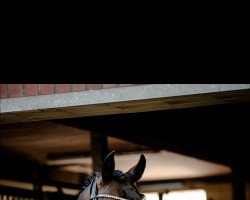 dressage horse Fürst Soleil de la Mer (Oldenburg, 2017, from For Dance)