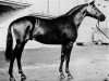 stallion Prince Condé (Trakehner, 1967, from Prince Rouge xx)