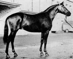 stallion Prince Condé (Trakehner, 1967, from Prince Rouge xx)