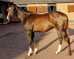 horse Ambrosia xx (Thoroughbred, 2014, from Frankel xx)