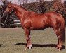 stallion Hector Protector xx (Thoroughbred, 1988, from Woodman xx)