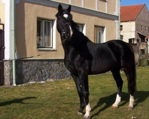 stallion Rhythmus Son (Rhinelander, 1987, from Rhythmus)