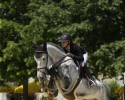 jumper Diamond's Grey (Hanoverian, 2016, from Diacontinus)