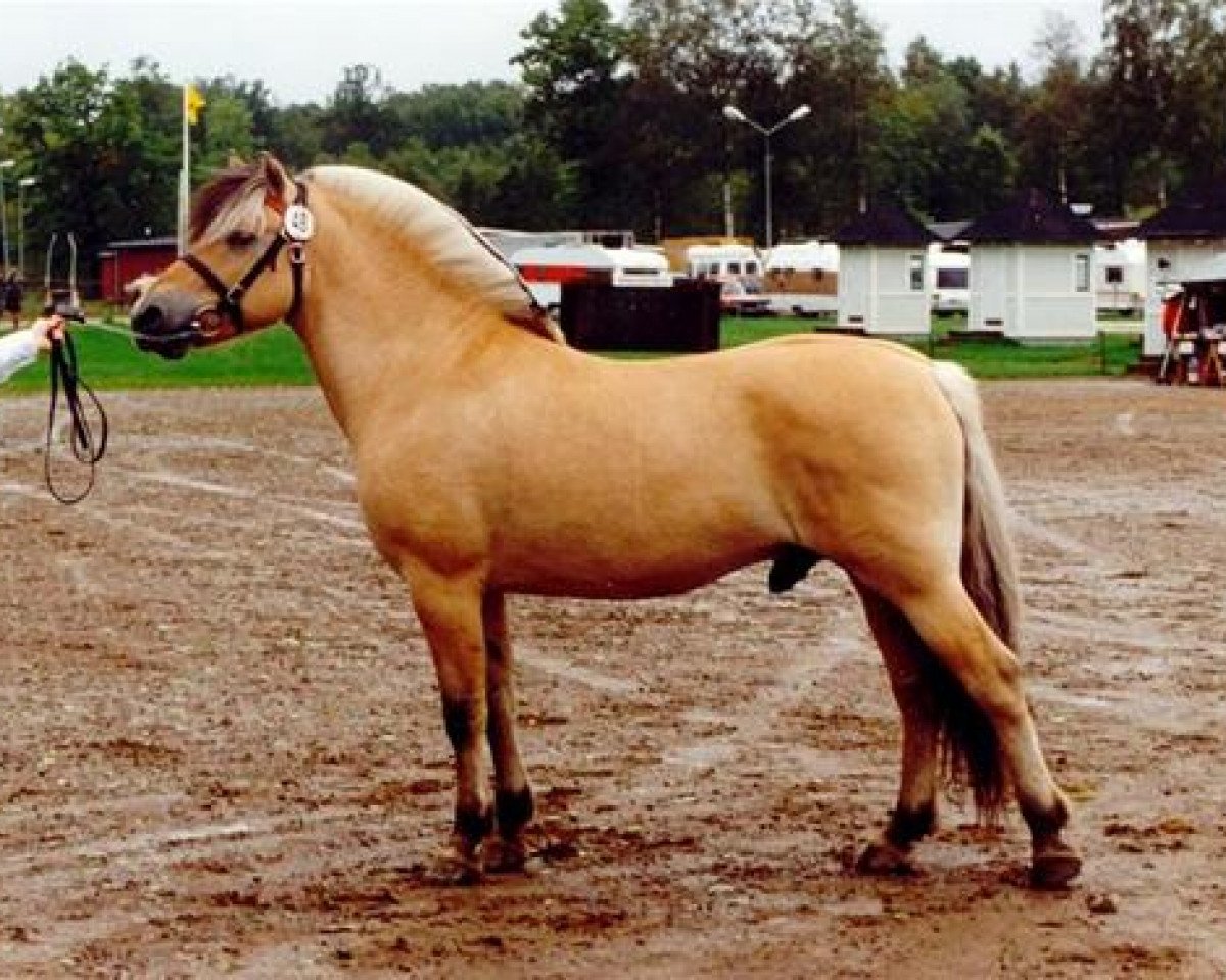 stallion Knast Halsnæs (Fjord Horse, 1985, from Gnist)
