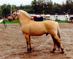 stallion Knast Halsnæs (Fjord Horse, 1985, from Gnist)