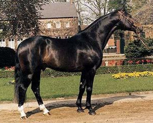 stallion Rheinblick (Rhinelander, 1982, from Romadour II)