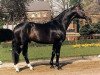 stallion Rheinblick (Rhinelander, 1982, from Romadour II)